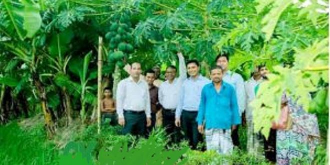 গাইবান্ধার পলাশবাড়ীতে পেঁপে চাষে সাফল্য অর্জন সাজু মিয়ার