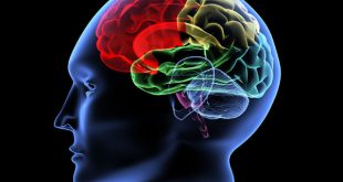 নিয়মিত ১০ কাজ করুন তুখোড় মস্তিষ্কের জন্য