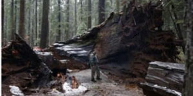 যুক্তরাষ্ট্রের ঐতিহাসিক টানেল ট্রি ঝড়ে ভেঙে পড়েছে