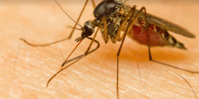 ডেঙ্গু ও চিকুনগুনিয়াকে দূরে রাখতে বাসায় বানানো টোটকা