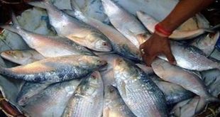 ইলিশ শিকার : মুন্সীগঞ্জে ১৫ জেলের জরিমানা, ৩০ কেজি ইলিশ জব্দ