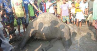 শেরপুরে বন্যহাতির মরদেহ ময়নাতদন্ত শেষে মাটিচাপা