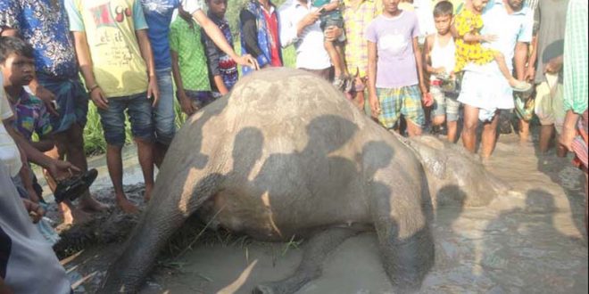 শেরপুরে বন্যহাতির মরদেহ ময়নাতদন্ত শেষে মাটিচাপা