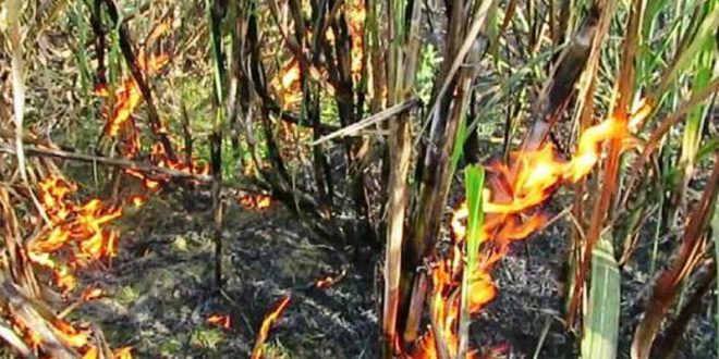 আখ ক্ষেতে আগুনের পর আতঙ্কে সাঁওতালরা