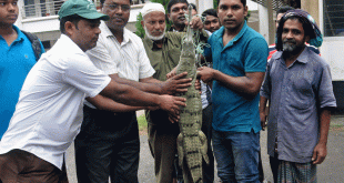 ঘড়িয়ালটিকে পদ্মায় অবমুক্ত করা হলো
