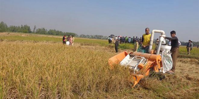 গাইবান্ধার চিনিকল কর্তৃপক্ষ সাঁওতালদের ধান কাটছে