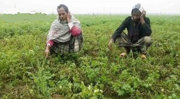 নওগাঁতে হঠাৎ বৃষ্টি হওয়ায় আলুতে ছত্রাকের আক্রমণ দিশেহারা কৃষক